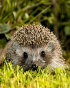 Igel 1 Wiki 128