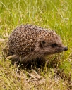 Igel 2 wiki 128