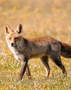 Rotfuchs 1wiki 128