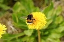 erdhummel cer klein