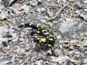 feuersalamander klein