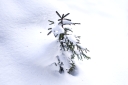 fichte im schnee2 heb 128