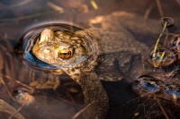 frosch heger klein