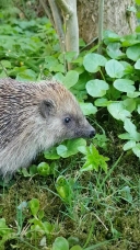 igel welttierschutztag klein