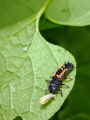 insekten3 jirout klein