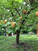 obstbaum klein