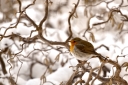 rotkehlchen winter heb 128