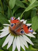 schmetterling jirout klein