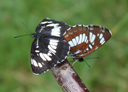 schwarzer trauerfalter klein