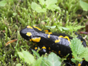 feuersalamander