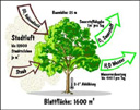 bäume beeinflussen das stadtklima