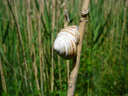 wiener schnirkelschnecke