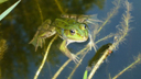 wasserfrosch.jpg