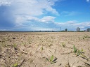 stukturen ackerraine fehlen klein