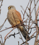 turmfalke schmeller klein